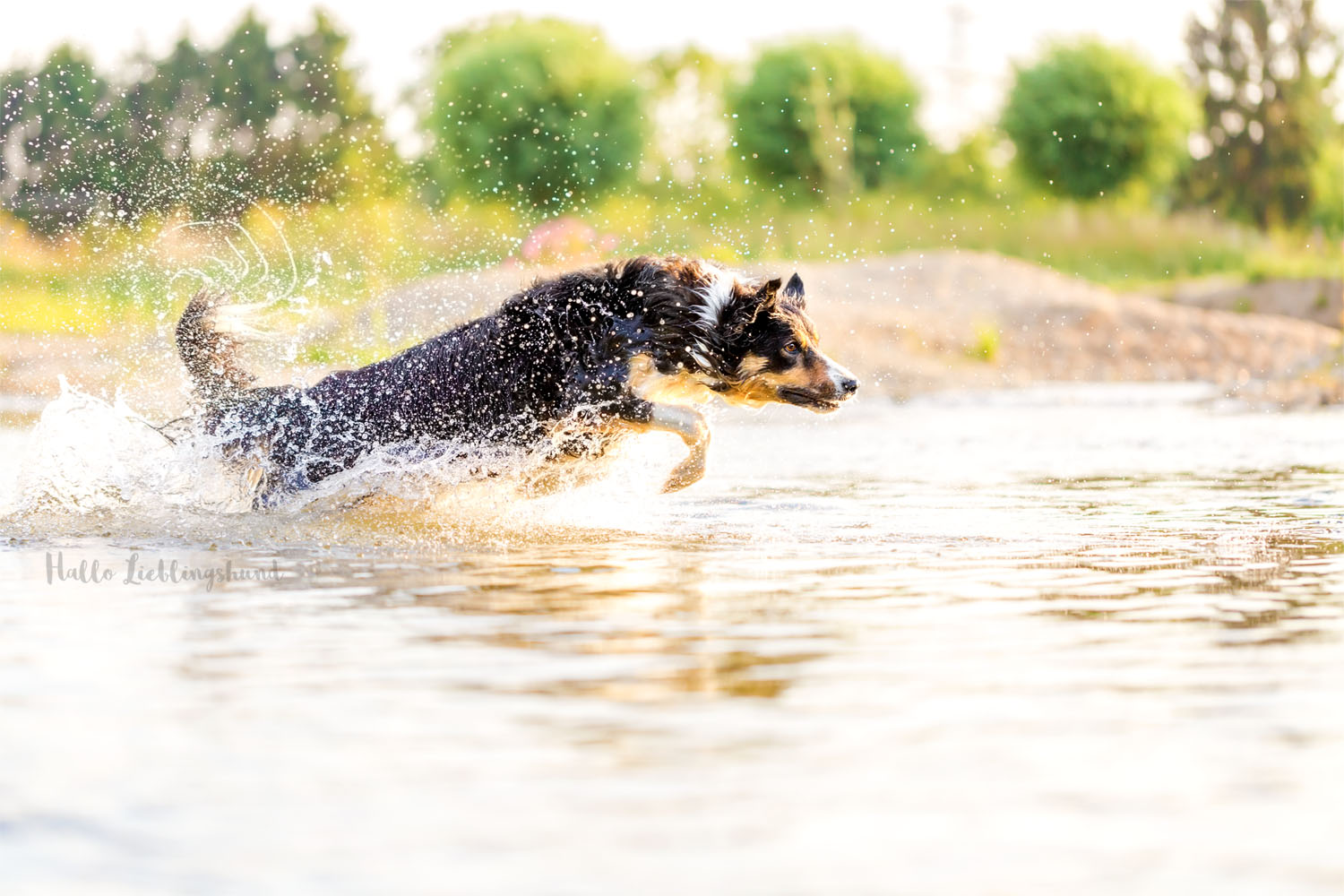 Outdoor Shooting - Shooting mit Hund draußen | Shooting im Wasser