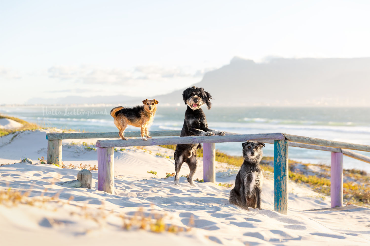 Outdoor Shooting - Shooting mit Hund draußen | Lieblingsabenteuer Shootingabenteuer in Kapstadt
