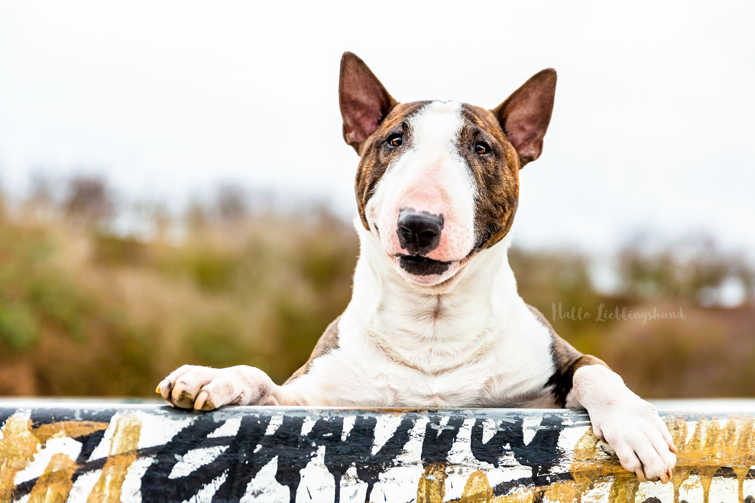 Outdoor Shooting - Shooting mit Hund draußen | Urbanes Shooting im Skaterpark mit Graffiti