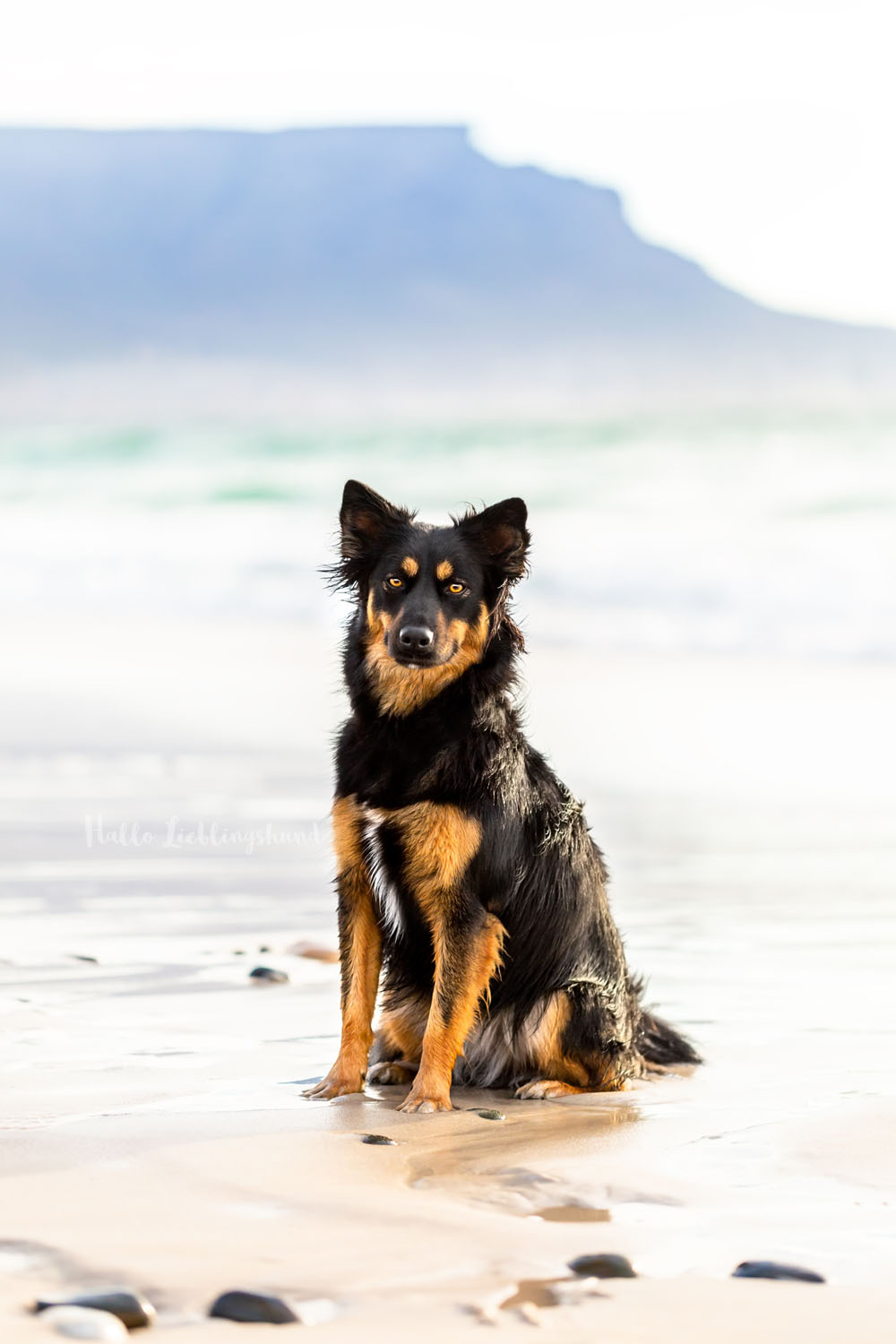 Outdoor Shooting - Shooting mit Hund draußen | Lieblingsabenteuer am Strand und Merr von Kapstadt