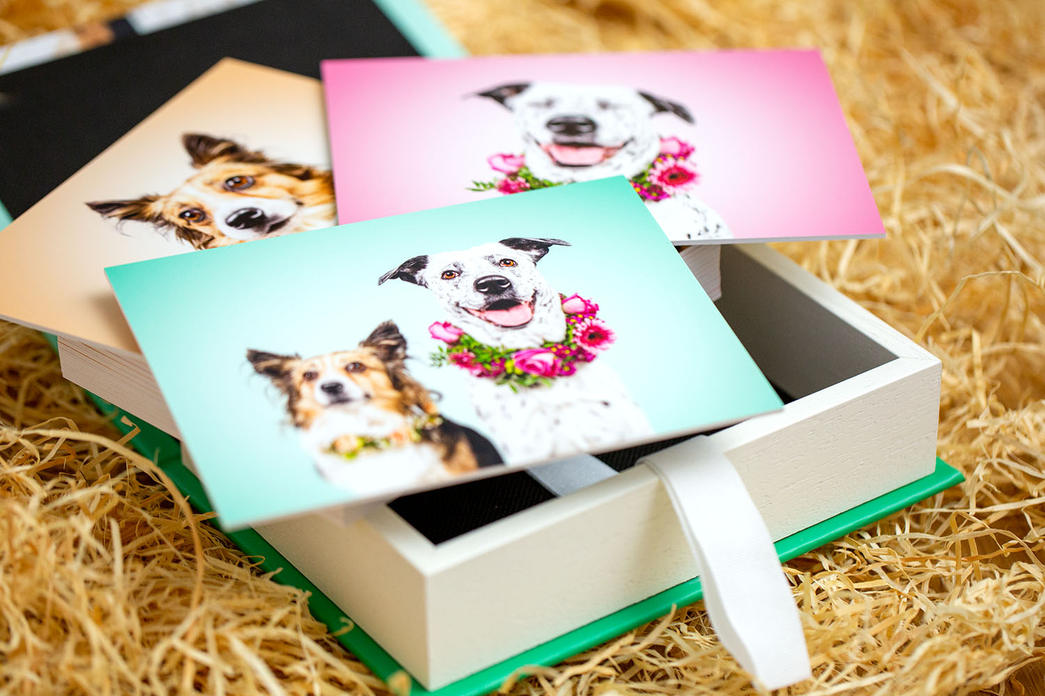 Foto Box deines Lieblingshundes | Indoorshooting Studio Lustige Hundeportraits mit Hund - Fotoprodukt