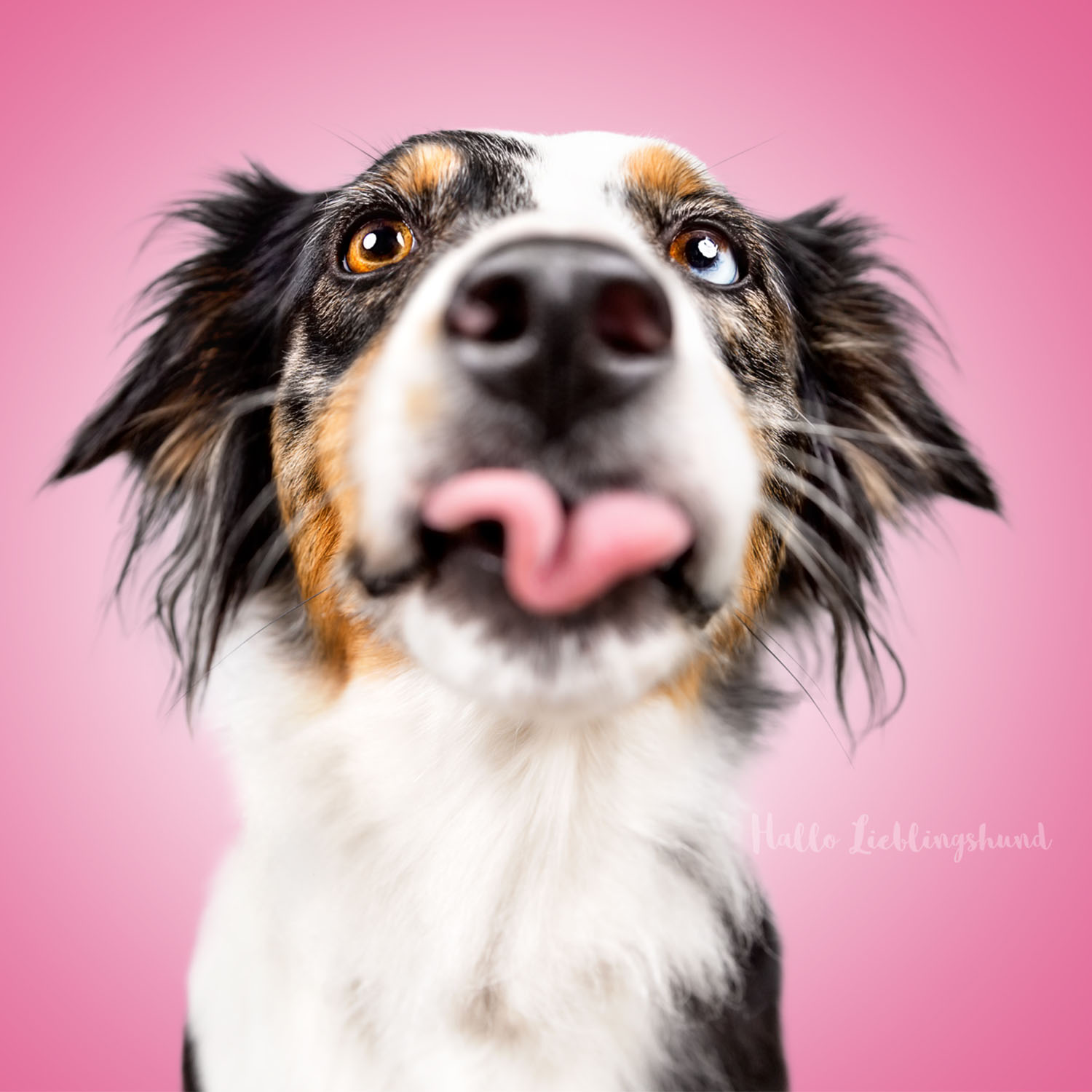 Monatsfoto im Studio Hundekalender Lustige Hundeportraits | Juni 2021