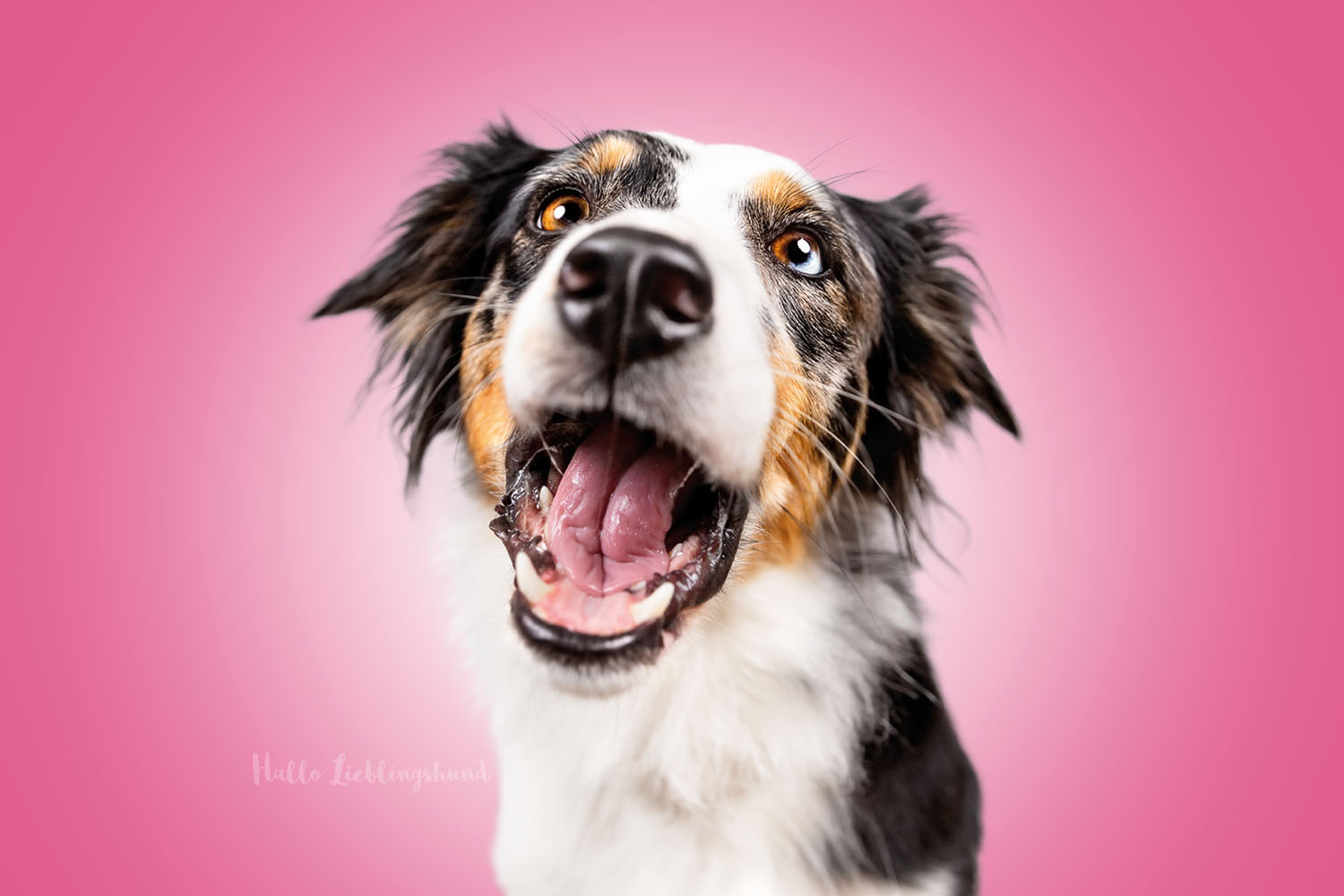 Monatsfoto im Studio Hundekalender Lustige Hundeportraits | Juni 2021