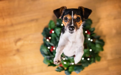 Ideen für Weihnachtsfotos mit deinem Hund