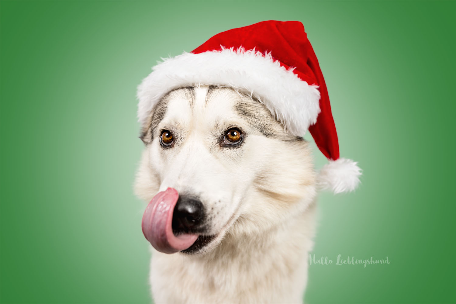 Idee für Weihnachtsfotos mit Hund - Fotos mit Weihnachtsmütze