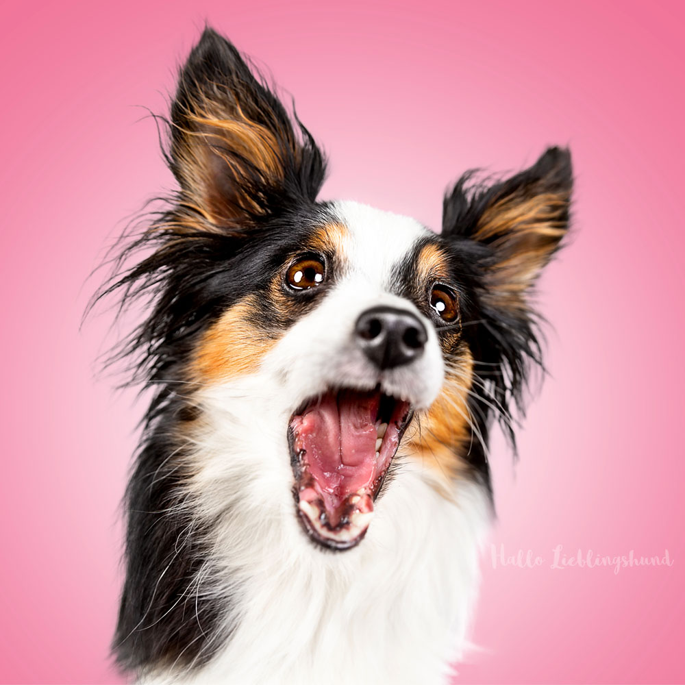 Personal Coaching | Lustige Hundeportraits im Studio - Fotografieren lernen im Einzelcoaching