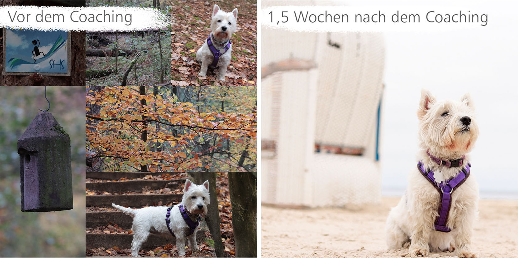 Hallo-Lieblingshund-Hundefotograf-Fotograf-Hunde-Feedback-Kundenstimmen-Coaching-Fotografie-Anfänger-Hobbyfotograf