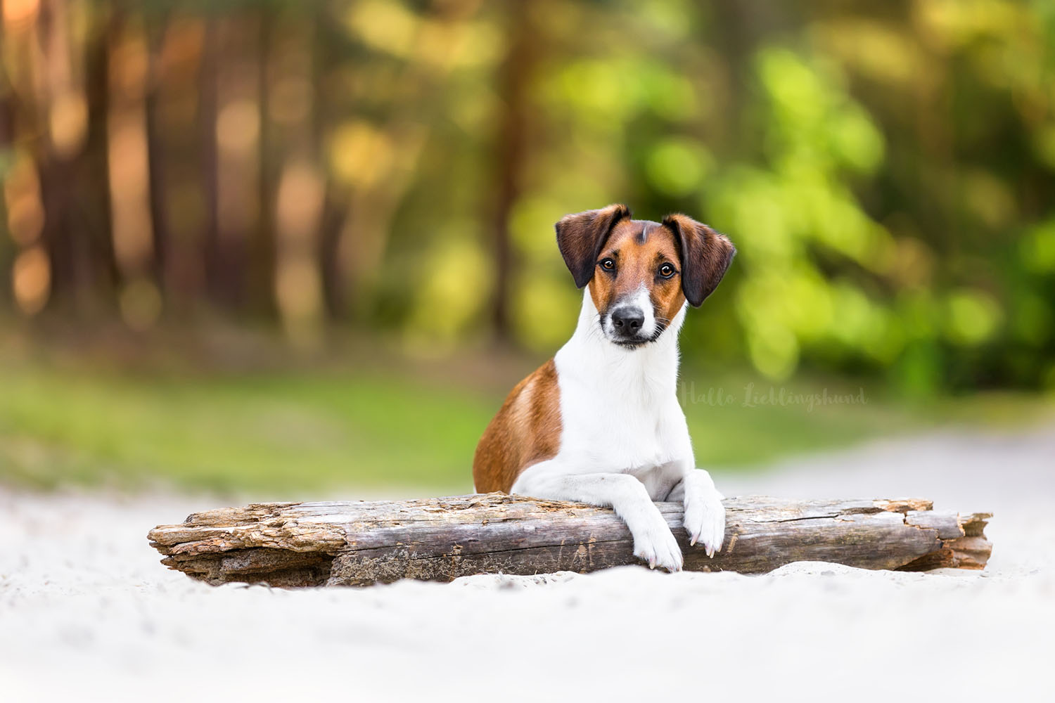 Fox-Terrier-Wandkalender-Hund-Hundefotograf-Tierschutzkalender-Spendenkalender-2022-Hundefotos-Kalender-Fotograf
