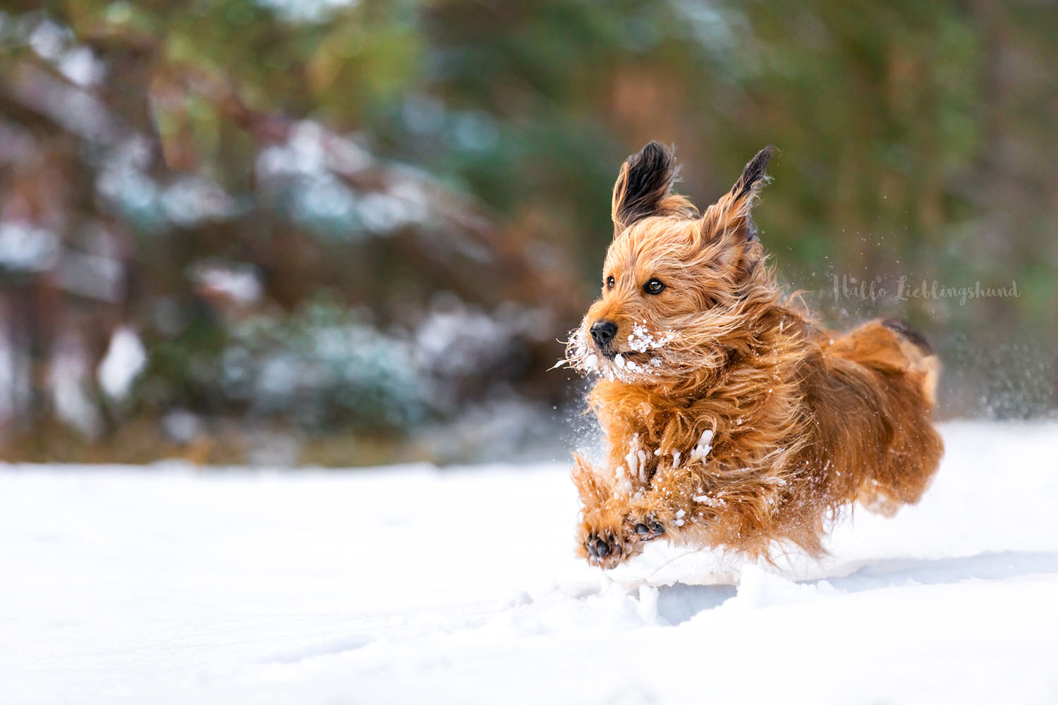 Mischling-Dackel-Mix-Wandkalender-Hund-Hundefotograf-Tierschutzkalender-Spendenkalender-2022-Hundefotos-Kalender-Fotograf