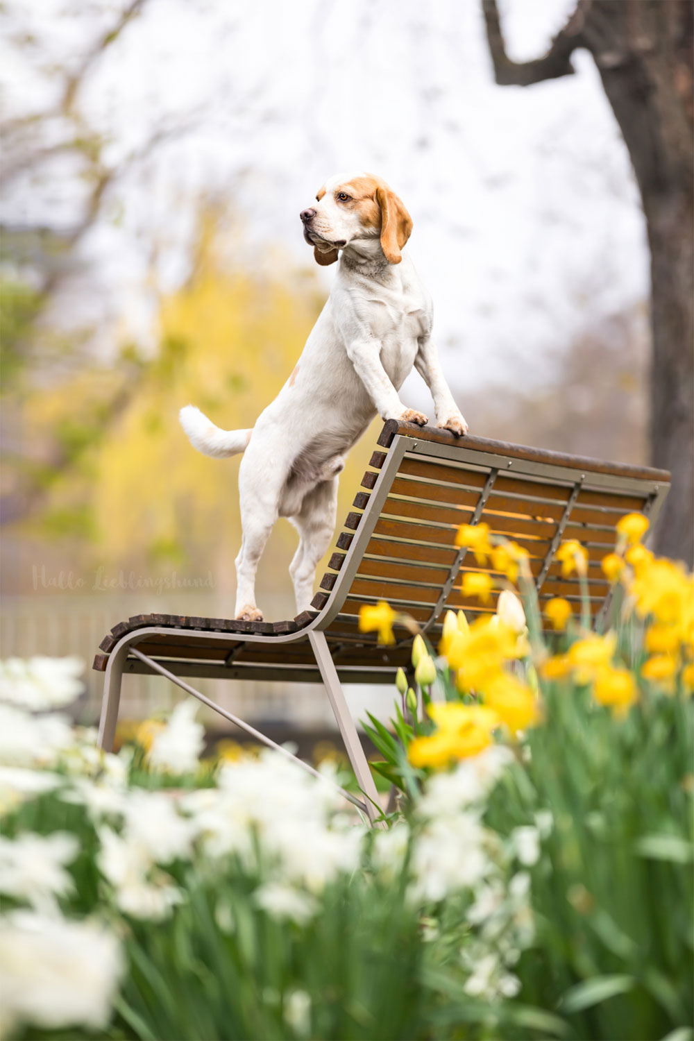 Beagle-Fotograf-Hundefotograf-Bielefeld-Dortmund-Lemgo-Diana-Jill-Mehner-Osterglochen-Frühlingsfotos