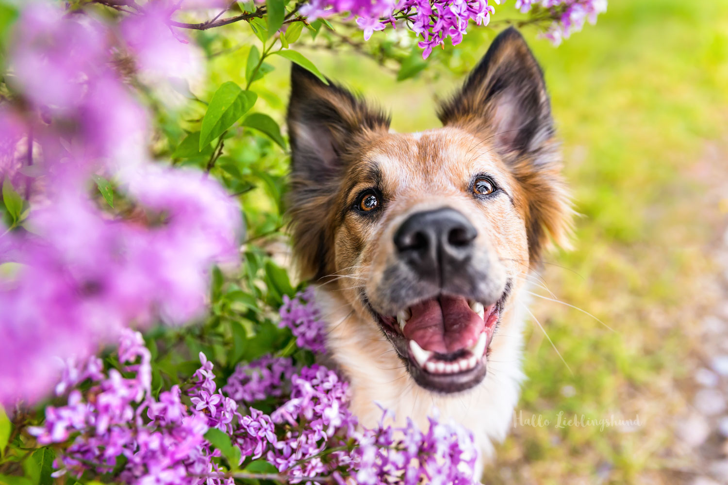 Blumenshooting-Blumenfotos-Hund-Blumen-Flieder-Frühling-Blüte-Hundefotograf-Diana-Jill-Mehner-Brandenburg