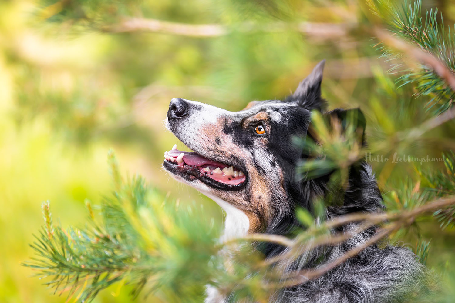Boder-Collie-Australian-Shepherd-Hundefotos-draußen-Natur-Portrait-natürlich-Hundefotograf-Diana-Jill-Mehner