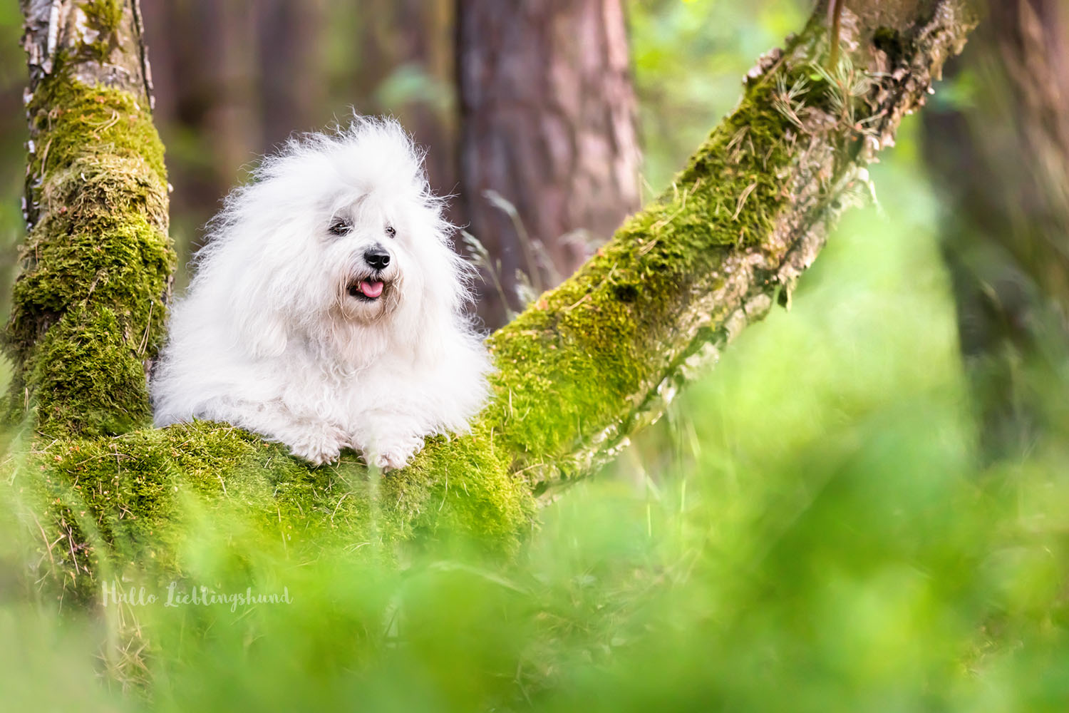 Coton-de-Tulear-Moos-Wald-Fotos-Hundefotos-Hundefotograf-Fotograf-Hunde-Diana-Jill-Mehner