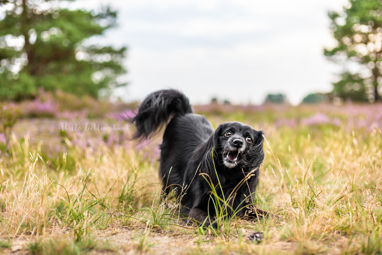 Diana-Jill-Mehner-Hundefotograf-Niedersachsen-Sachsen-Heide-Heideshooting-Hundefotograf-Hundefotos