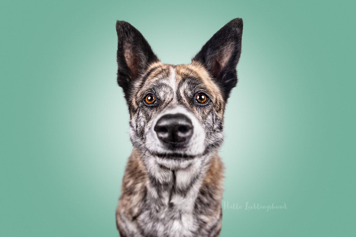 Diana-Jill-Mehner-Lustige-Hundeportraits-Bunte-Hunde-Portraits-Studio-Hundefotograf-Mobil-Hamburg-Brandenburg-Hallo-Lieblingshund