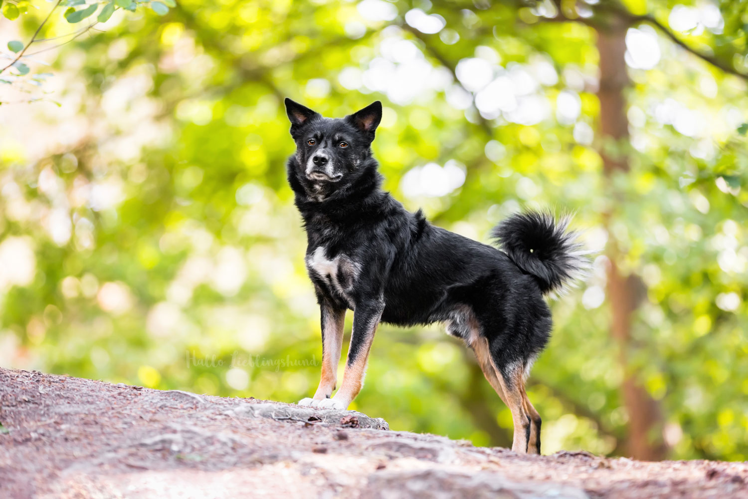 Fotos-machen-Weiterbildung-Fotocoaching-Waldfotos-schwarzer-Hund-fotografieren-Diana-Jill-Mehner-Oldenburg