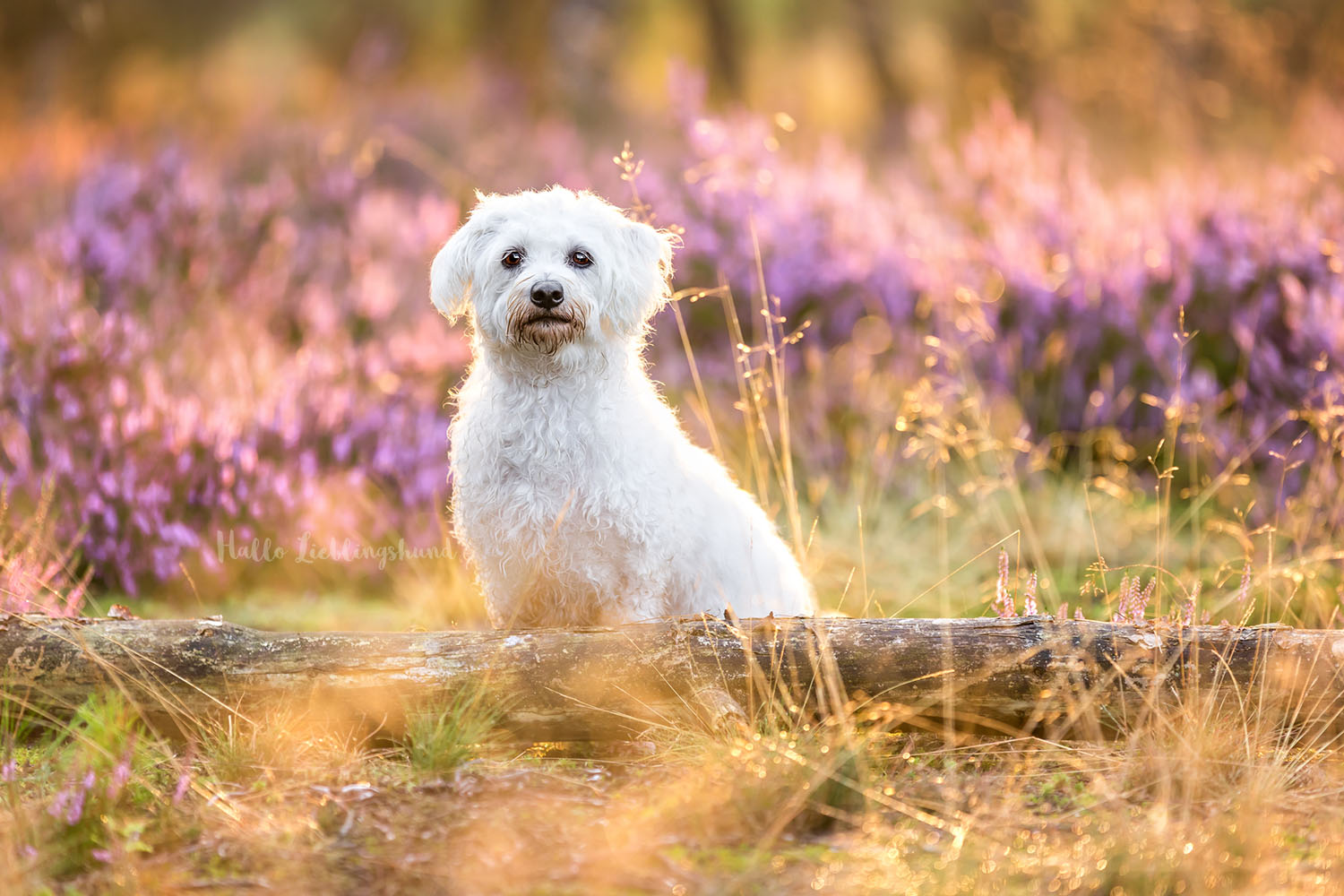 Malteser-Hundeshooting-Hundefotograf-Heide-Heideblüte-OWL-Ostwestfalen-Diana-Jill-Mehner-Hallo-Lieblingshund