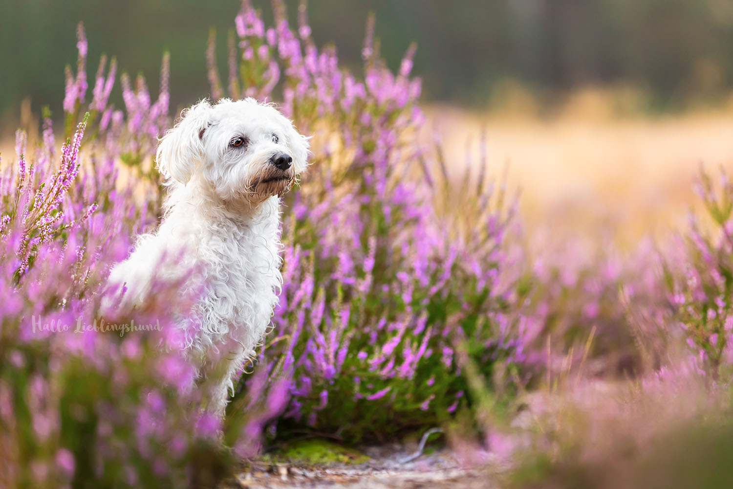 Malteser-Hundeshooting-Hundefotoshooting-Heide-Heideblüte-OWL-Ostwestfalen-Diana-Jill-Mehner-Hallo-Lieblingshund