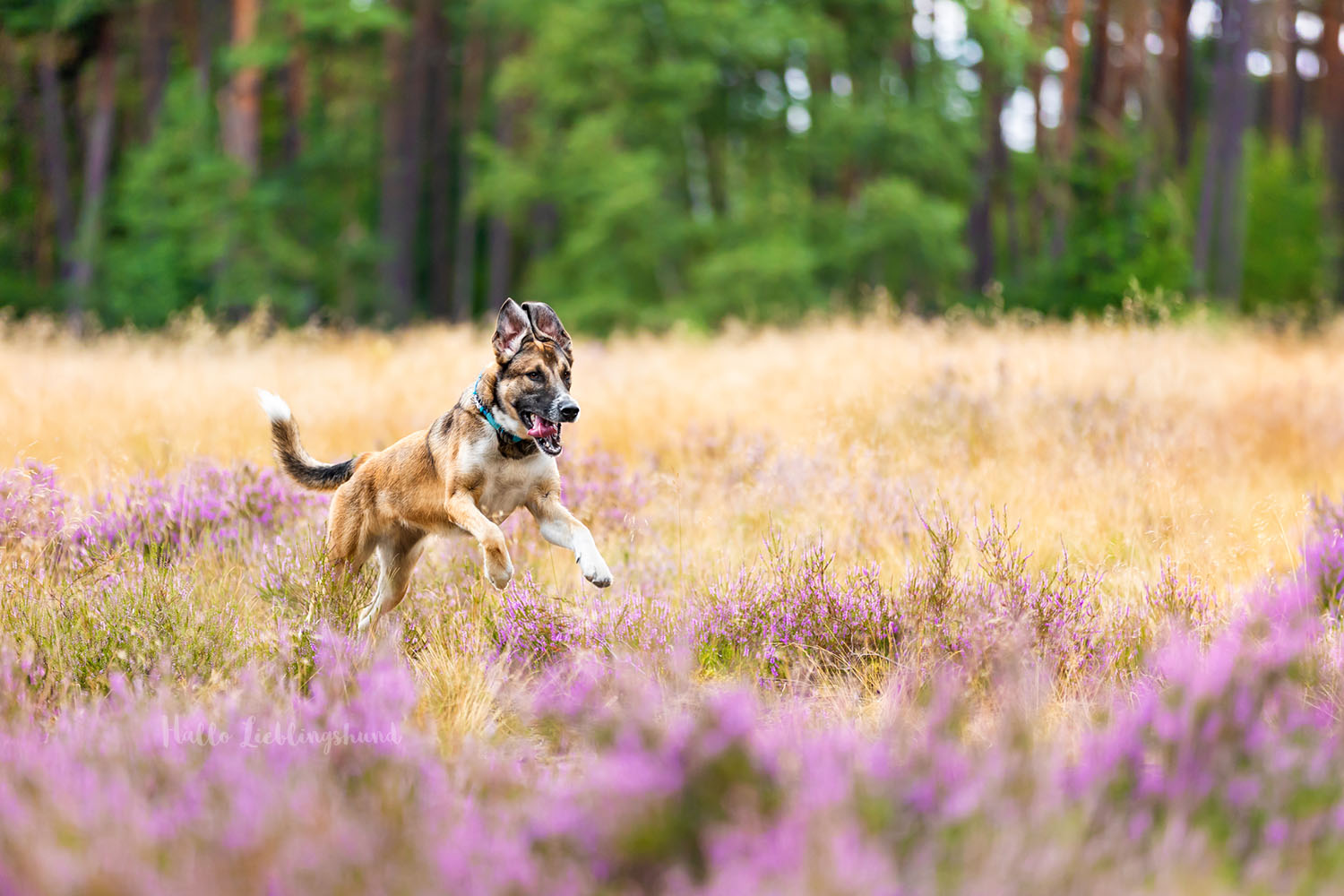 Mischling-Hundefotograf-Fotograf-Hund-Mobil-ganz-Deutschland-Diana-Jill-Mehner-Hallo-Lieblingshund-Hundefotografie-deutschlandweit