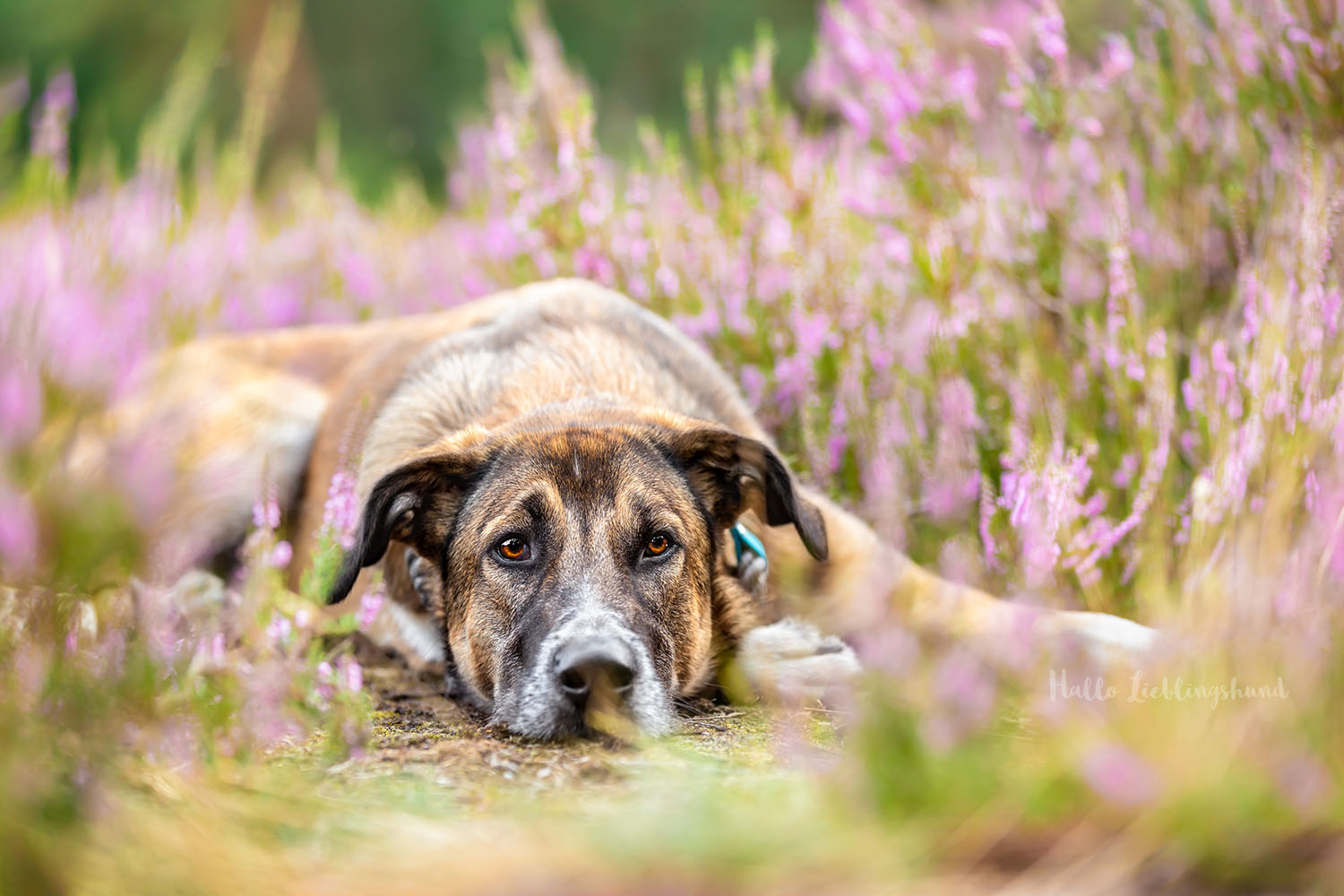 Mischling-Hundefotograf-Fotograf-Hund-Mobil-ganz-Deutschland-Diana-Jill-Mehner-Hallo-Lieblingshund-Hundefotografie