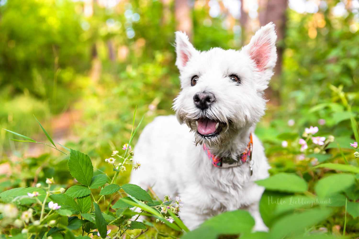 West-Highland-White-Terrier-Senior-Hunde-Hunde-Fotos-Hundefotograf-Diana-Jill-Mehner-Hallo-Lieblingshund-Paderborn-Borchen