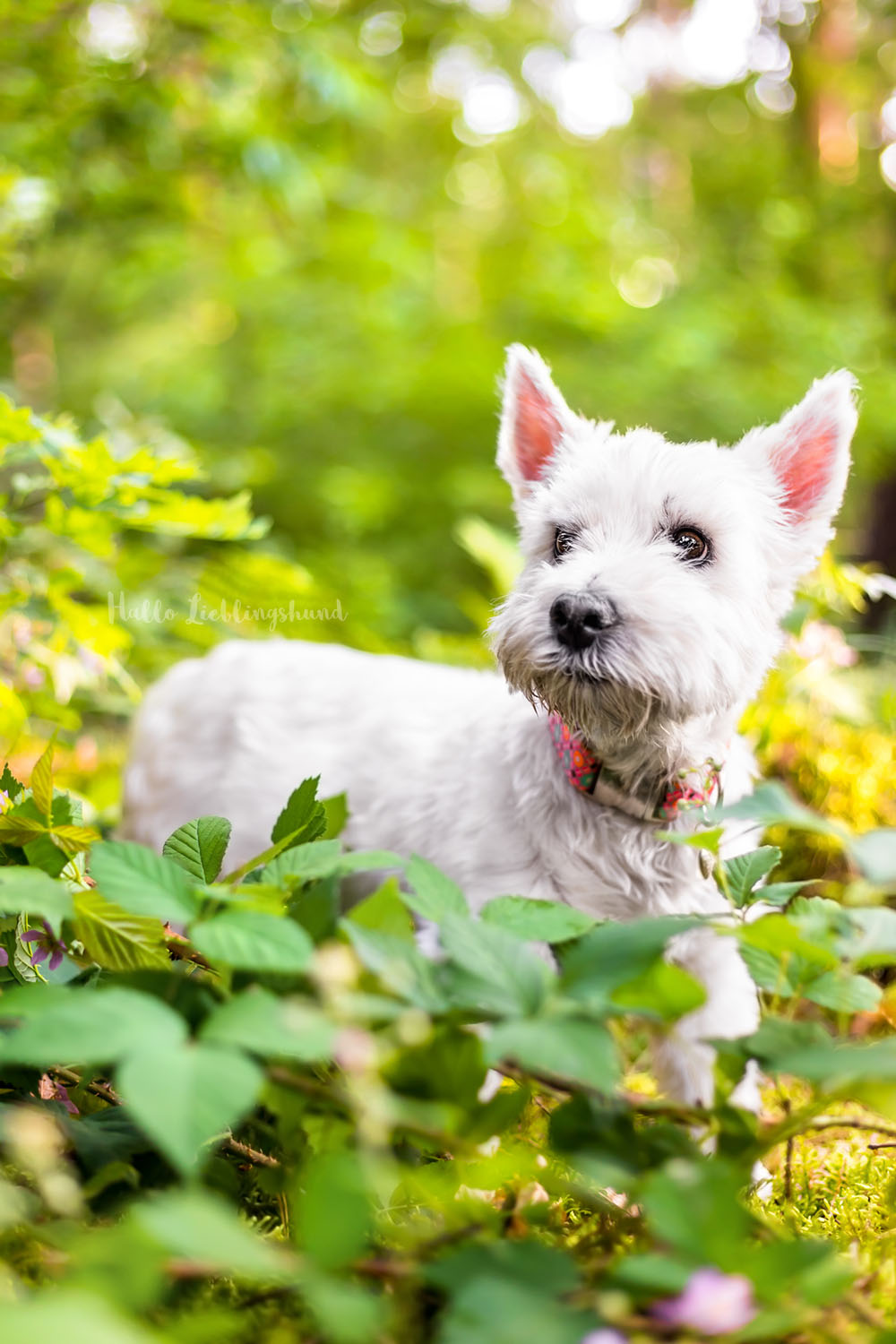 West-Highland-White-Terrier-Senior-Hunde-Hunde-Fotos-Hundefotograf-Diana-Jill-Mehner-Hallo-Lieblingshund-Paderborn-Borchen