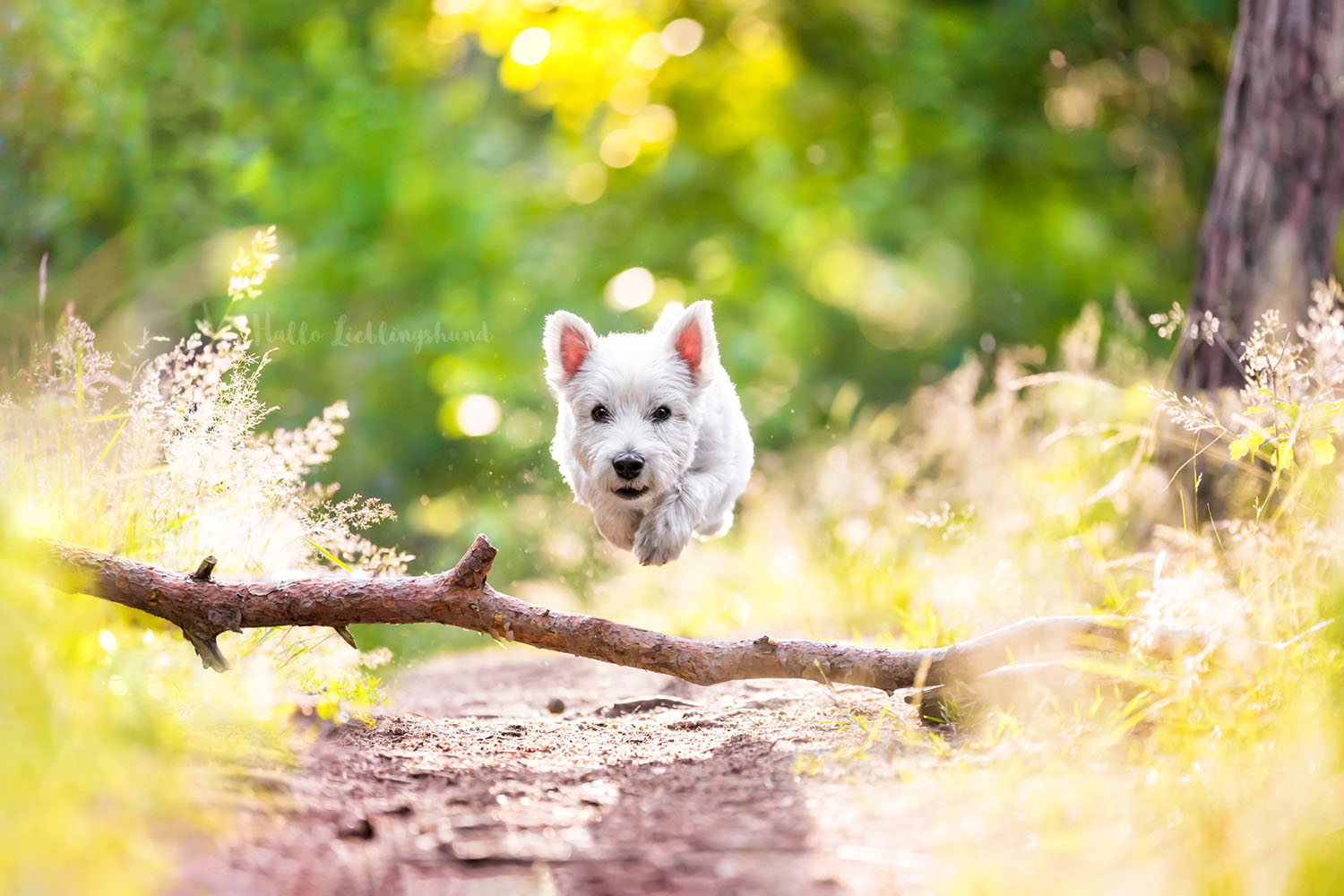 West-Highland-White-Terrier-Sprungbild-Laufbild-Actionbild-Laufen-Hunde-Fotos-Hundefotograf-Diana-Jill-Mehner